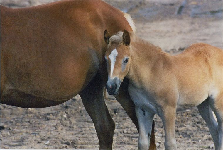 Haflinger - Fohlen - Pferde - Stuten - Hengste