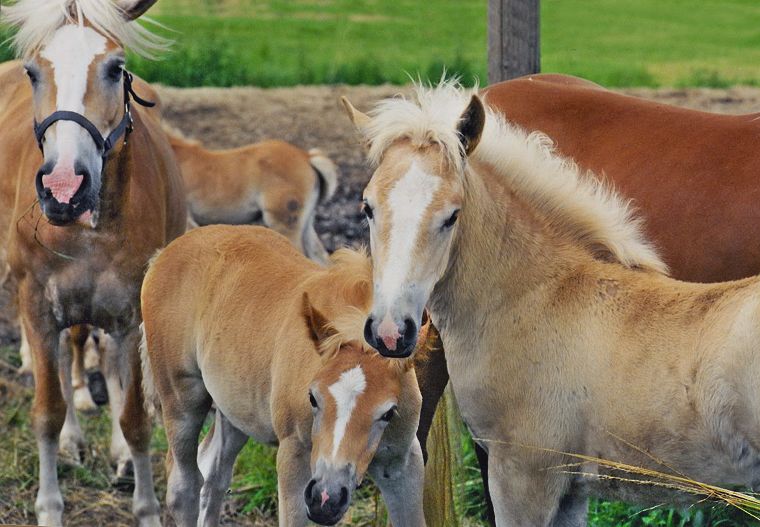 Haflinger - Schimmel - Appaloosa-Pferde - Fohlen - Pferde - Stuten - Hengste