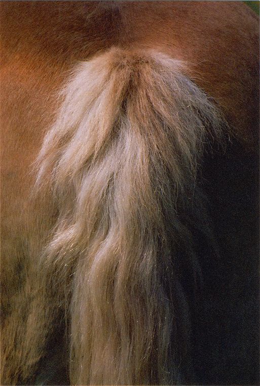 Haflinger - Schimmel - Appaloosa-Pferde - Fohlen - Pferde - Stuten - Hengste