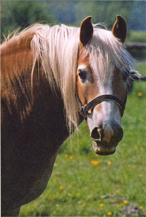 Haflinger - Pferde - Stuten - Hengste