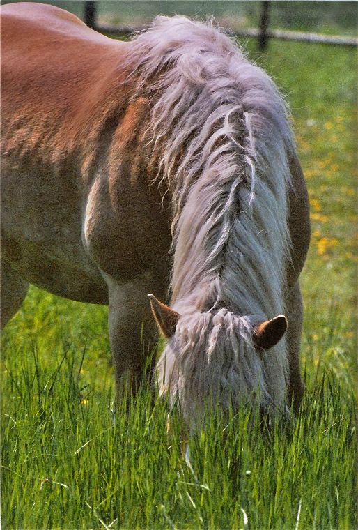 Haflinger - Fohlen - Pferde - Stuten - Hengste