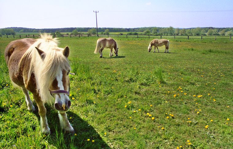 Haflinger - Schimmel - Appaloosa-Pferde - Fohlen - Pferde - Stuten - Hengste