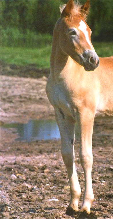 Haflinger - Schimmel - Appaloosa-Pferde - Fohlen - Pferde - Stuten - Hengste