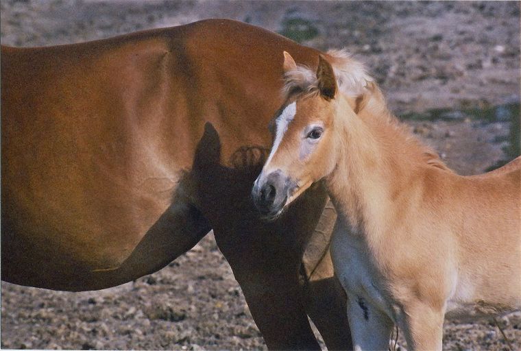 Haflinger - Stute und Fohlen