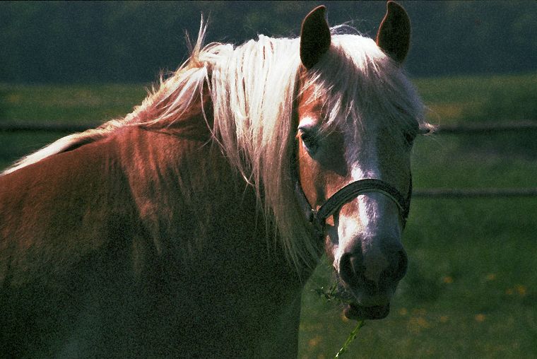 Haflinger - Pferde - Stuten - Hengste