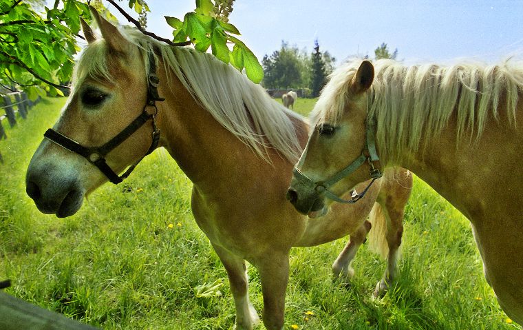 Haflinger - Fohlen - Pferde - Stuten - Hengste