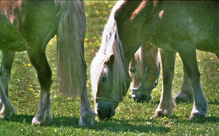 Haflinger - Schimmel - Appaloosa-Pferde - Fohlen - Pferde - Stuten - Hengste