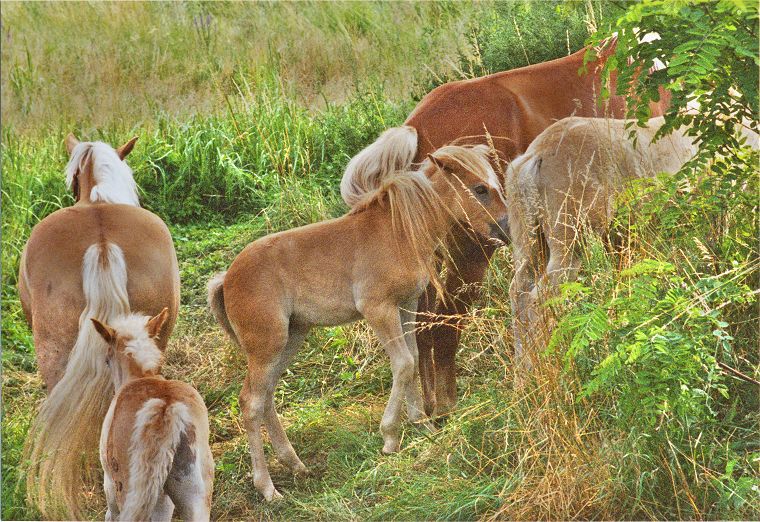 Haflinger - Schimmel - Appaloosa-Pferde - Fohlen - Pferde - Stuten - Hengste