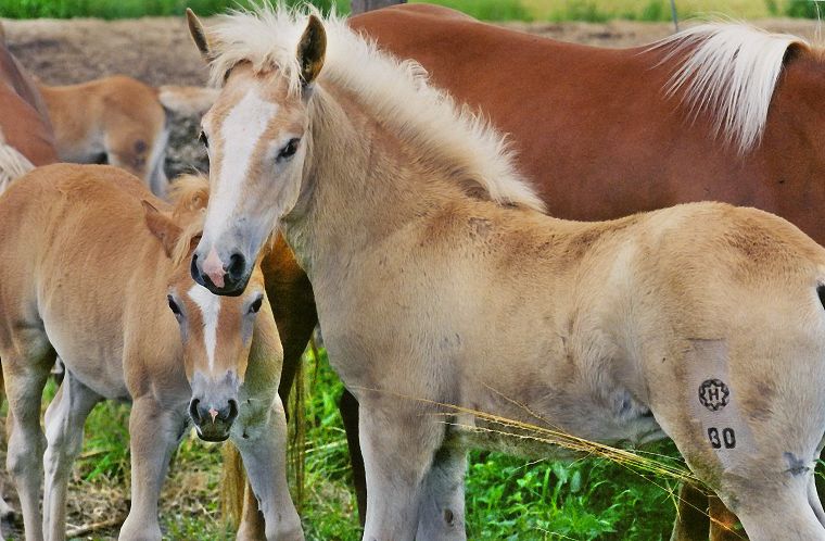 Haflinger - Schimmel - Appaloosa-Pferde - Fohlen - Pferde - Stuten - Hengste