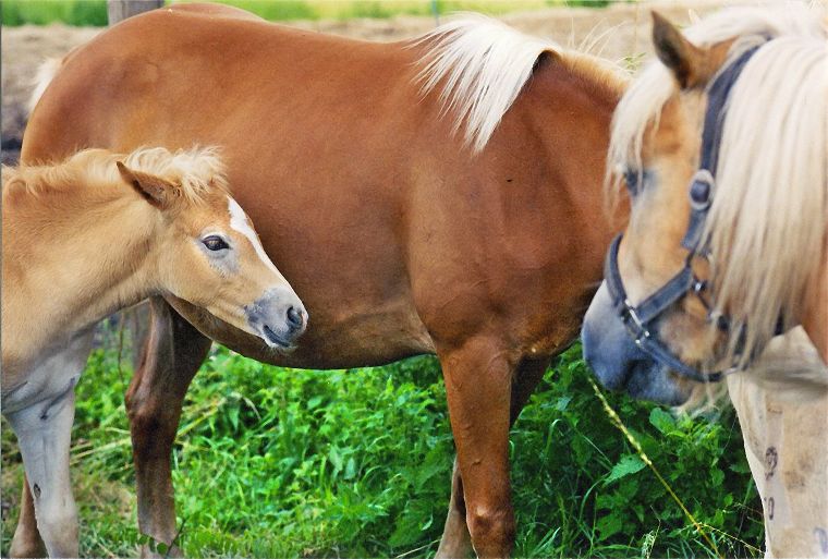 Haflinger - Schimmel - Appaloosa-Pferde - Fohlen - Pferde - Stuten - Hengste