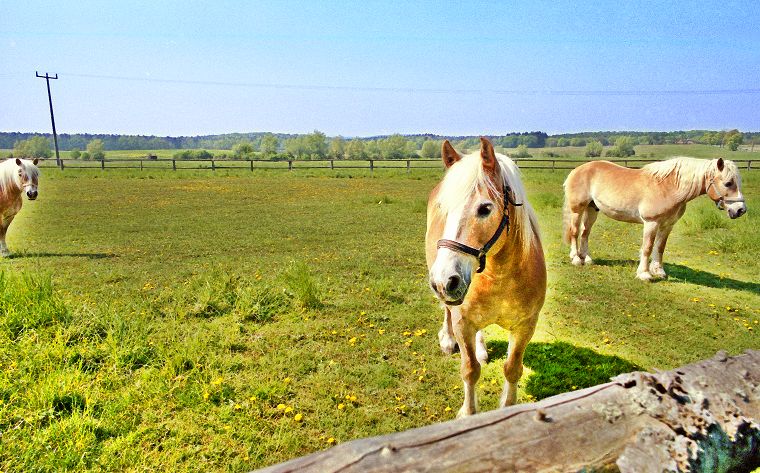 Haflinger - Schimmel - Appaloosa-Pferde - Fohlen - Pferde - Stuten - Hengste