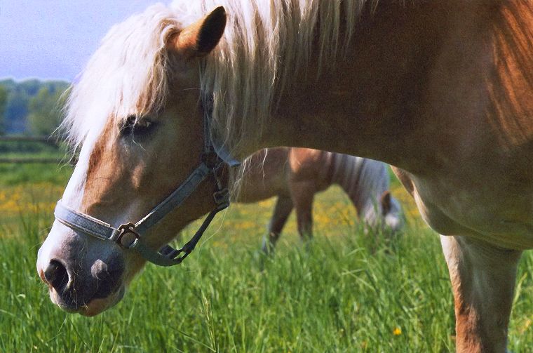 Haflinger - Pferde - Stuten - Hengste