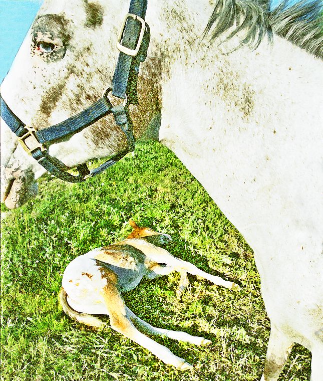 Haflinger - Fohlen - Pferde - Stuten - Hengste