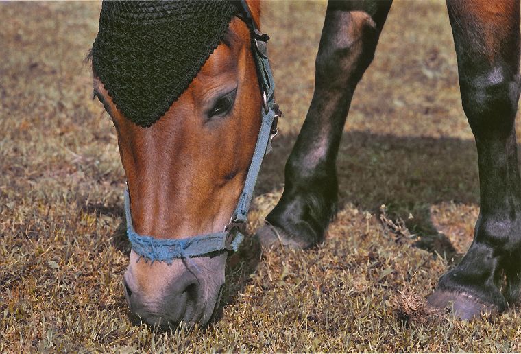 Haflinger - Schimmel - Appaloosa-Pferde - Fohlen - Pferde - Stuten - Hengste