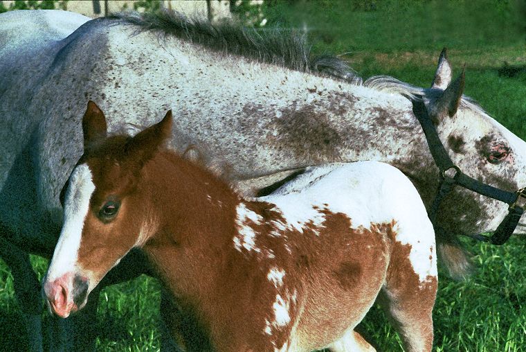 Haflinger - Schimmel - Appaloosa-Pferde - Fohlen - Pferde - Stuten - Hengste