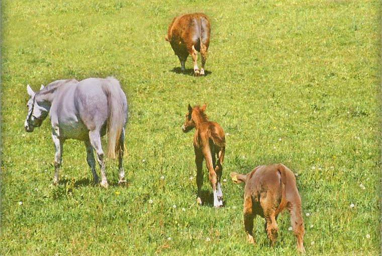 Haflinger - Schimmel - Appaloosa-Pferde - Fohlen - Pferde - Stuten - Hengste