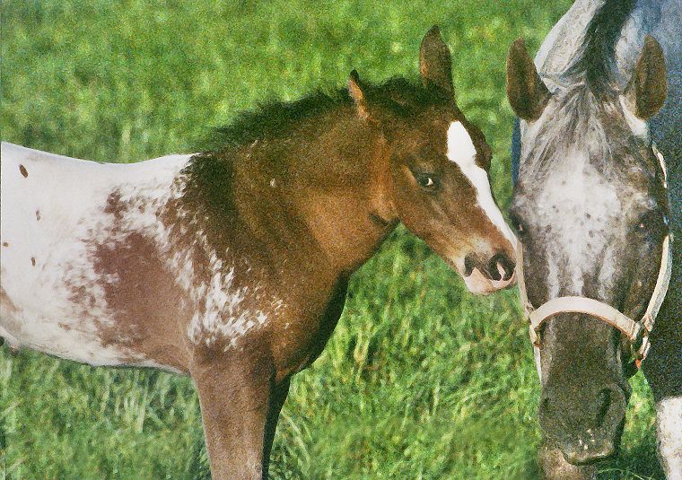 Schimmel - Appaloosa-Pferde - Fohlen - Pferde - Stuten - Hengste