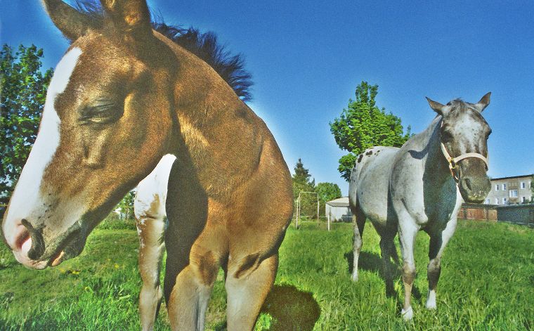 Schimmel - Appaloosa-Pferde - Fohlen - Pferde - Stuten - Hengste