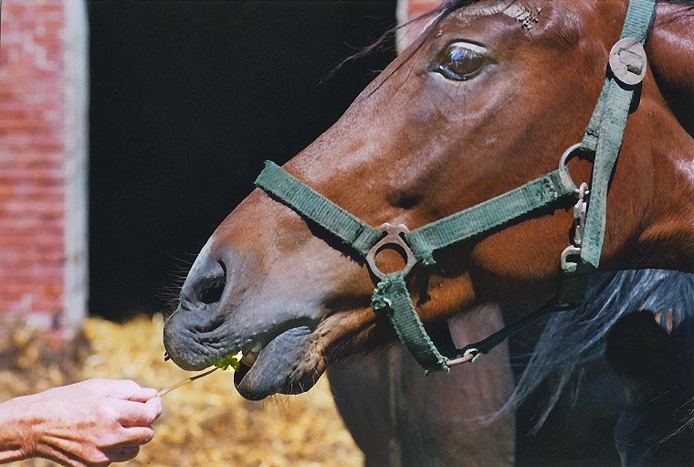 Schimmel - Appaloosa-Pferde - Fohlen - Pferde - Stuten - Hengste