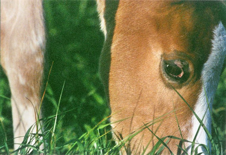 Schimmel - Appaloosa-Pferde - Fohlen - Pferde - Stuten - Hengste