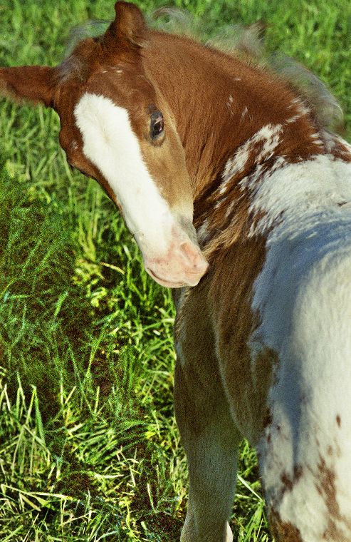 Schimmel - Appaloosa-Pferde - Fohlen - Pferde - Stuten - Hengste