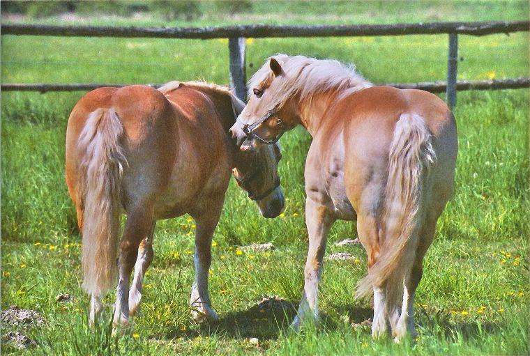 Haflinger - Pferde - Stuten - Hengste