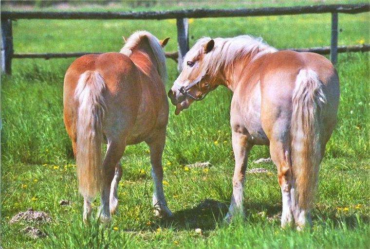 Haflinger - Fohlen - Pferde - Stuten - Hengste