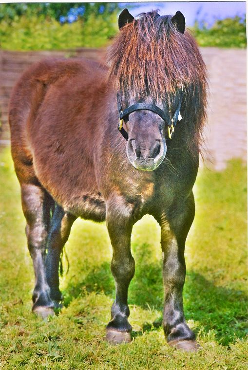 Haflinger - Schimmel - Appaloosa-Pferde - Fohlen - Pferde - Stuten - Hengste