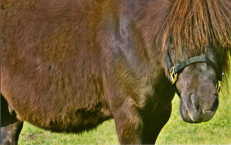 Haflinger - Schimmel - Appaloosa-Pferde - Fohlen - Pferde - Stuten - Hengste