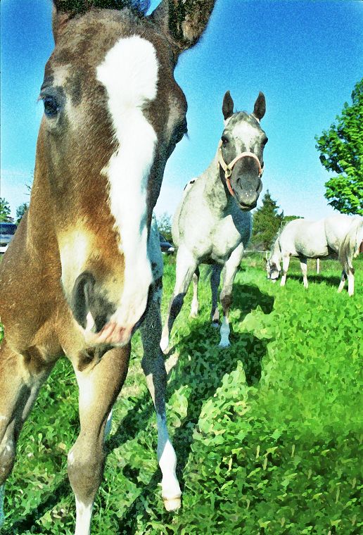 Haflinger - Pferde - Stuten - Hengste