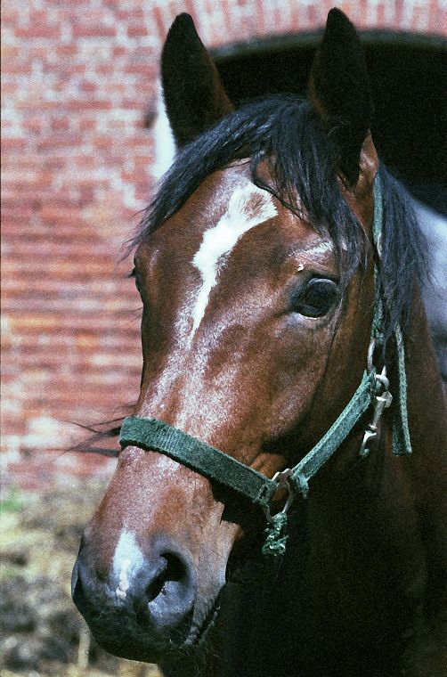 Haflinger - Schimmel - Appaloosa-Pferde - Fohlen - Pferde - Stuten - Hengste