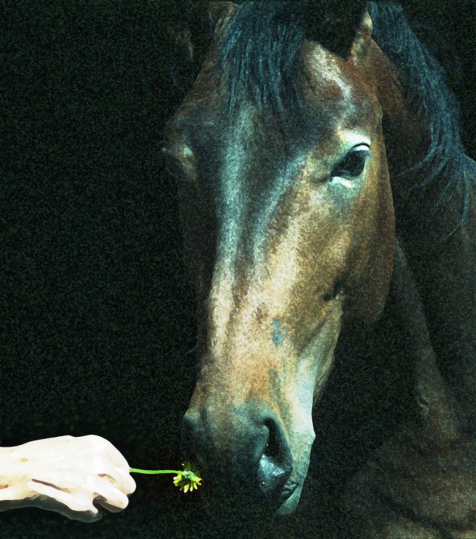 Haflinger - Schimmel - Appaloosa-Pferde - Fohlen - Pferde - Stuten - Hengste