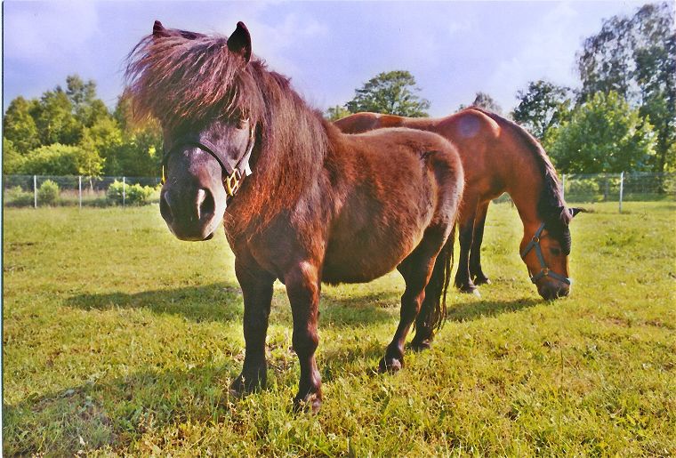 Haflinger - Schimmel - Appaloosa-Pferde - Fohlen - Pferde - Stuten - Hengste