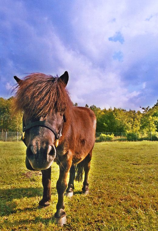 Haflinger - Schimmel - Appaloosa-Pferde - Fohlen - Pferde - Stuten - Hengste