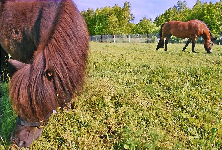 Haflinger - Schimmel - Appaloosa-Pferde - Fohlen - Pferde - Stuten - Hengste