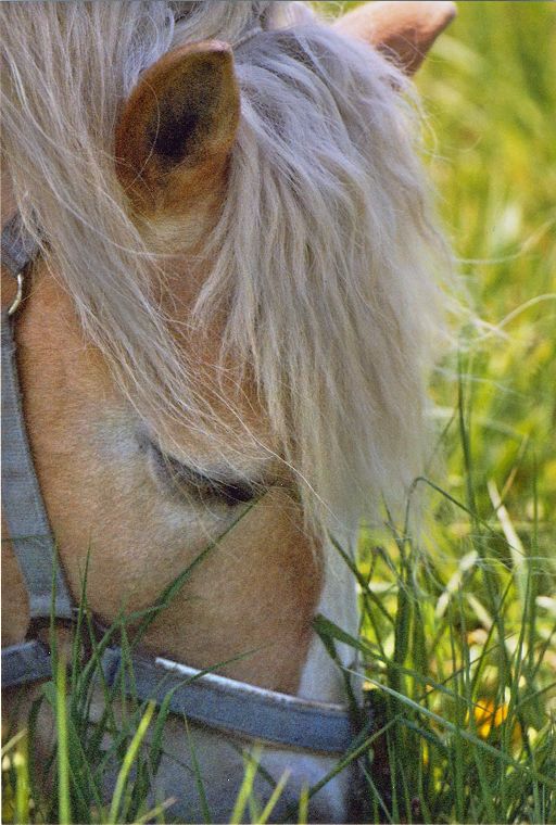 Haflinger - Fohlen - Pferde - Stuten - Hengste