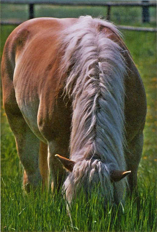 Haflinger - Pferde - Stuten - Hengste