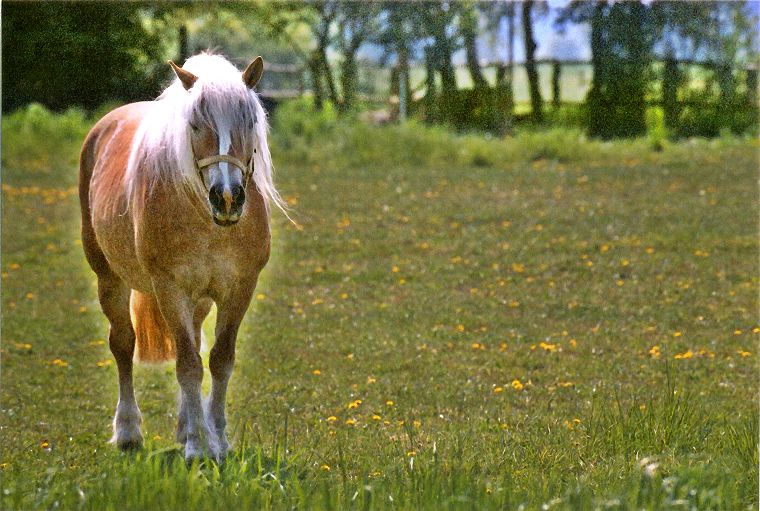 Haflinger - Stute und Fohlen