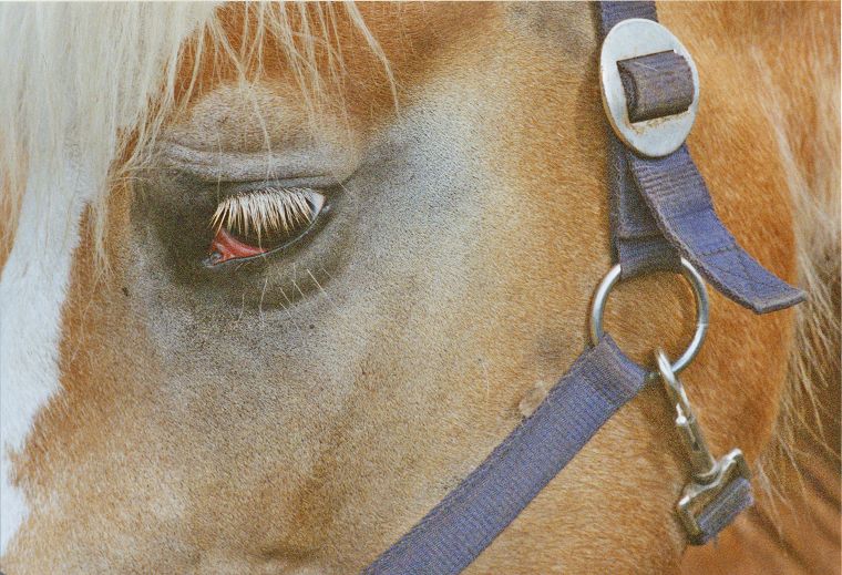 Haflinger - Schimmel - Appaloosa-Pferde - Fohlen - Pferde - Stuten - Hengste