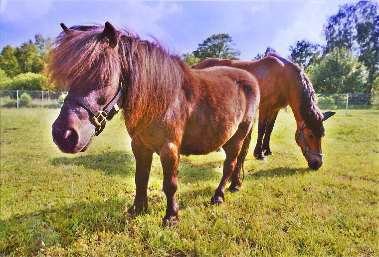 Haflinger - Schimmel - Appaloosa-Pferde - Fohlen - Pferde - Stuten - Hengste