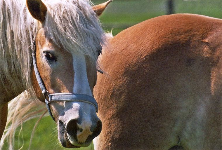 Haflinger - Schimmel - Appaloosa-Pferde - Fohlen - Pferde - Stuten - Hengste