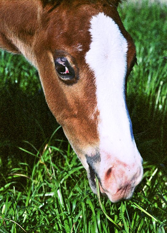 Haflinger - Schimmel - Appaloosa-Pferde - Fohlen - Pferde - Stuten - Hengste