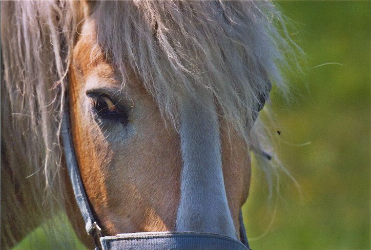 Haflinger - Schimmel - Appaloosa-Pferde - Fohlen - Pferde - Stuten - Hengste