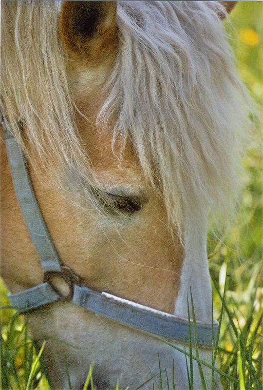 Haflinger - Stute und Fohlen