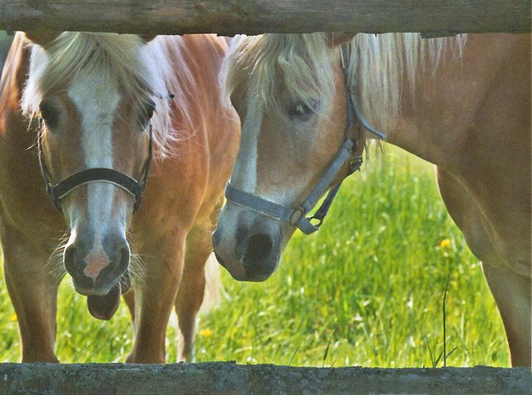 Haflinger - Fohlen - Pferde - Stuten - Hengste