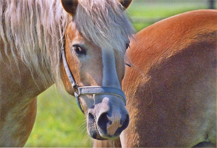 Haflinger - Schimmel - Appaloosa-Pferde - Fohlen - Pferde - Stuten - Hengste