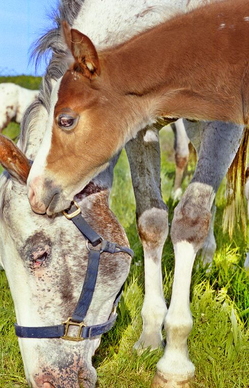 Haflinger - Schimmel - Appaloosa-Pferde - Fohlen - Pferde - Stuten - Hengste