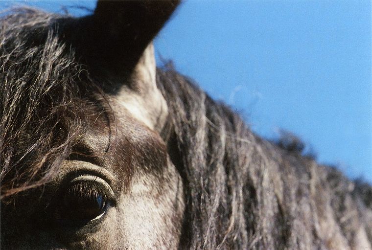 Haflinger - Pferde - Stuten - Hengste