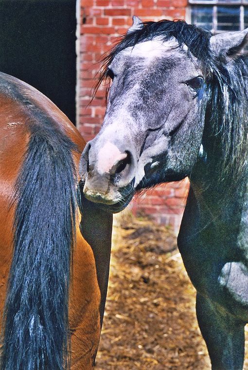 Haflinger - Schimmel - Appaloosa-Pferde - Fohlen - Pferde - Stuten - Hengste