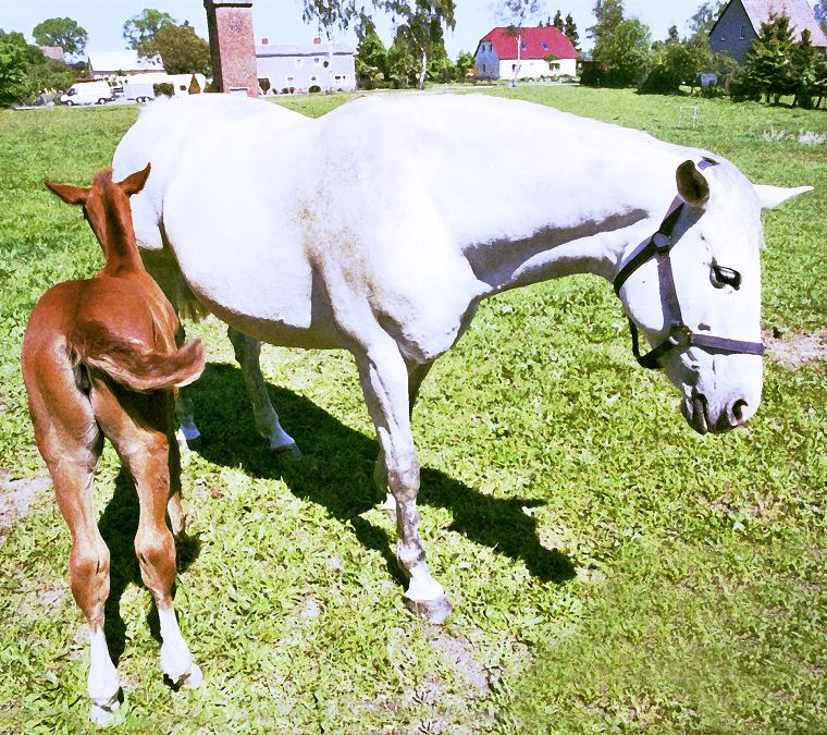 Haflinger - Schimmel - Appaloosa-Pferde - Fohlen - Pferde - Stuten - Hengste